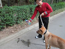 Owner rinsing the dog's urine
