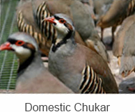 Domestic Chukar