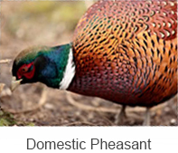 Domestic Pheasant