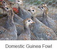 Domestic Guinea Fowl