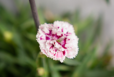 Carnation Carnation