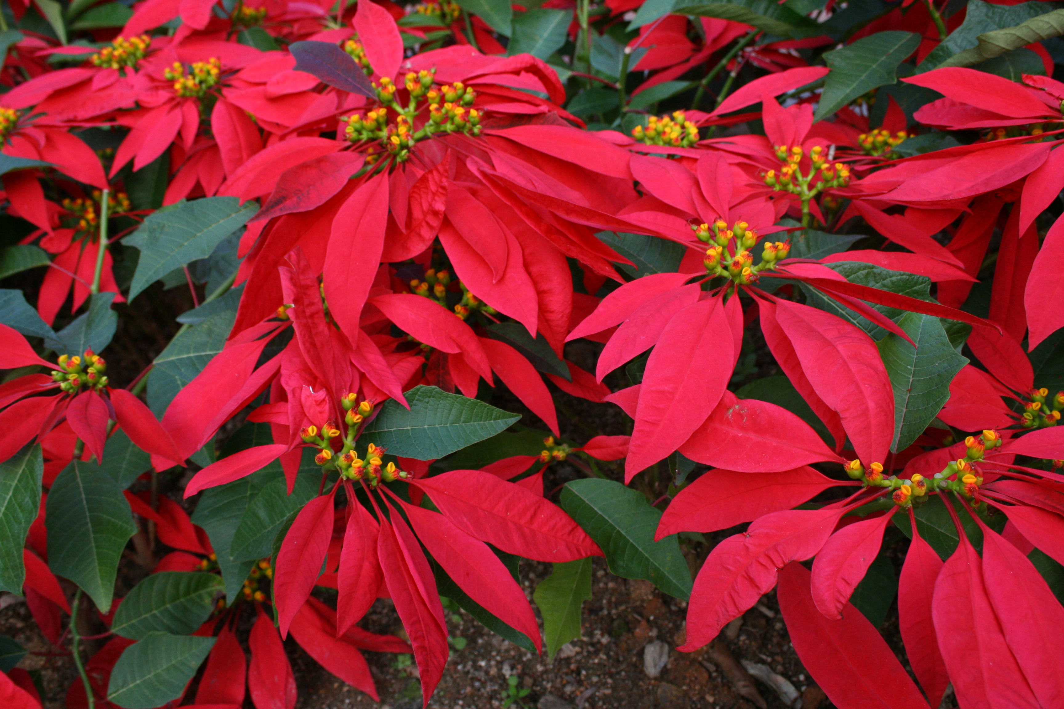 Poinsettia Poinsettia