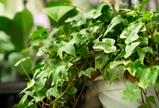 Ivy Ivy