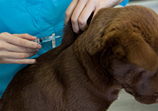 A dog receiving injection