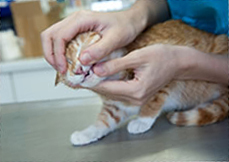 A vet examining a cat