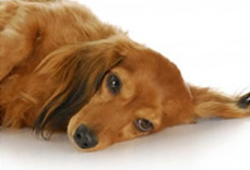 A sick dog A sick dog
