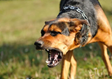 An angry dog An angry dog