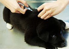 A dog receiving injection