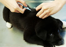 A dog receiving injection A dog receiving injection