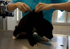 A dog receiving injection A dog receiving injection
