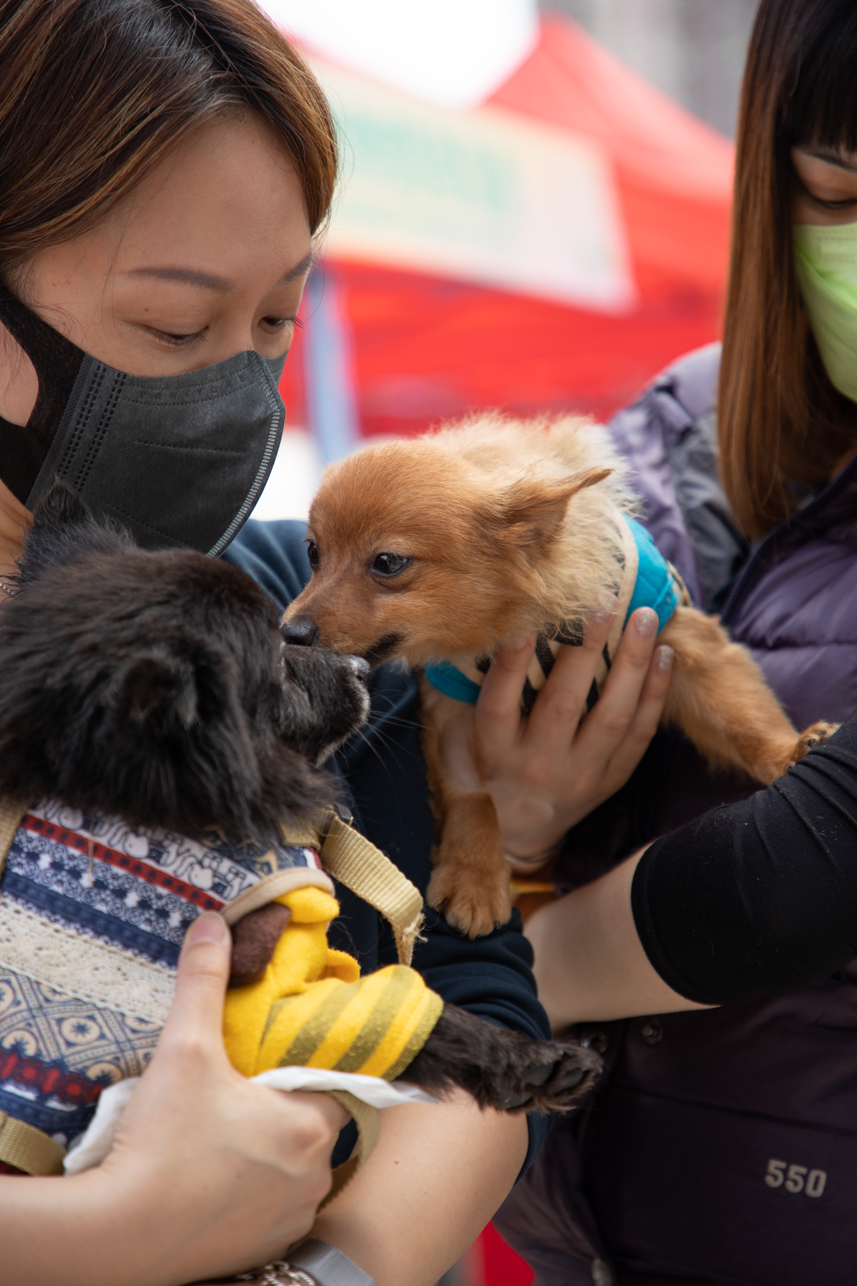 The Carnival provided a great opportunity for dogs to socialise and interact with each other.