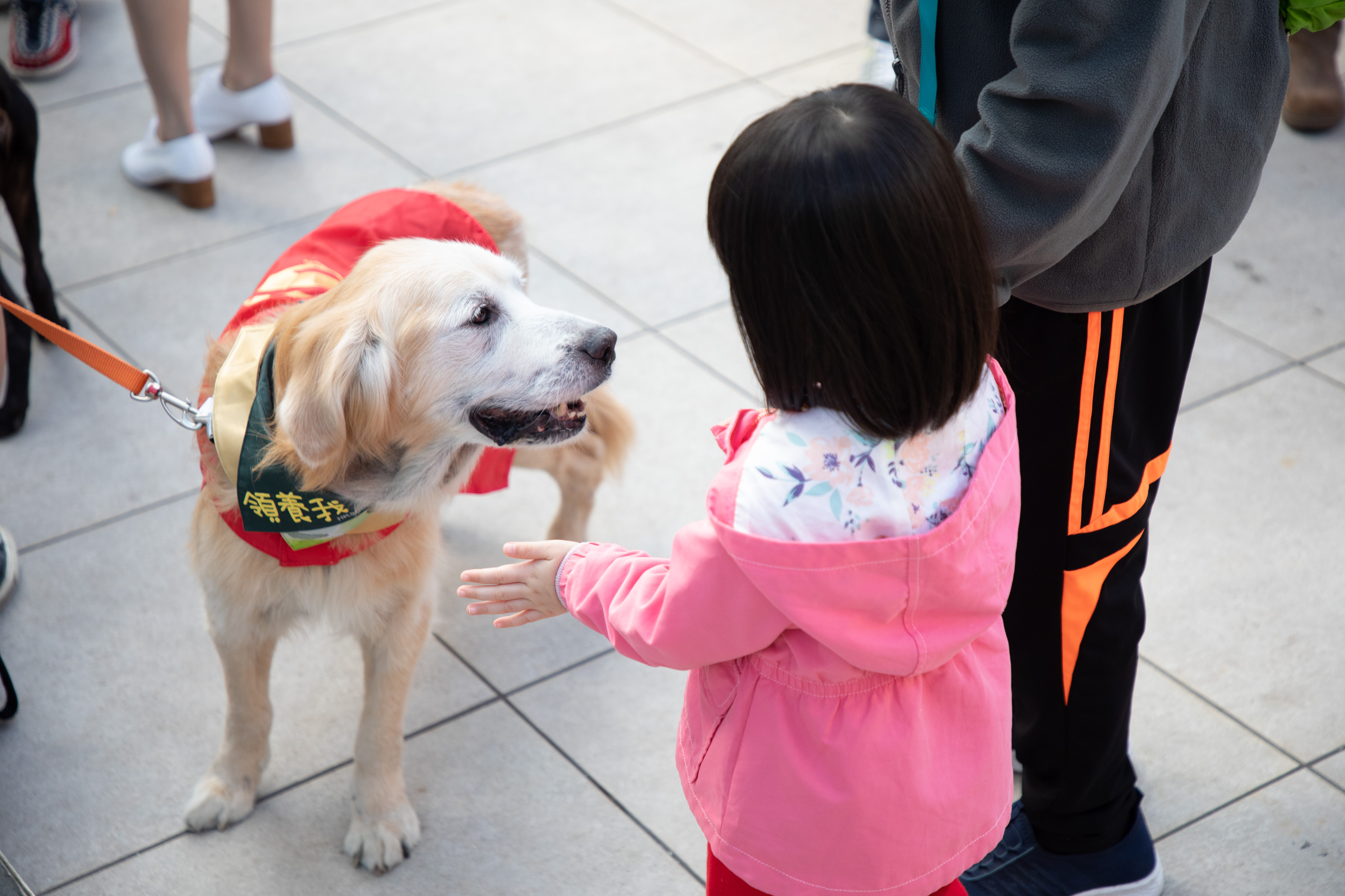 Visitors got the opportunity to meet dogs for adoption.