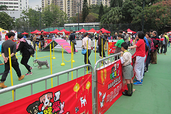 Dogs showing off their agility at the dog playground