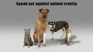 Report Animal Cruelty