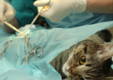 A cat on an operation table being neutered by a vet A cat on an operation table being neutered by a vet