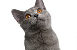 A cat that looks happy A cat that looks happy