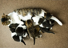 A mother cat feeding a litter of kittens A mother cat feeding a litter of kittens