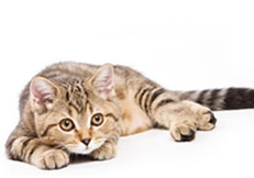 A six-month old kitten A six-month old kitten
