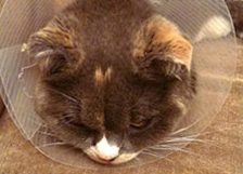 A cat wearing a protective collar after operation A cat wearing a protective collar after operation