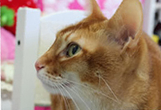 A cat that looks tame and gentle A cat that looks tame and gentle