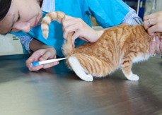 An adult taking a cat to see a vet