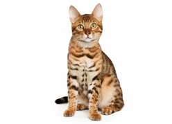 A cat