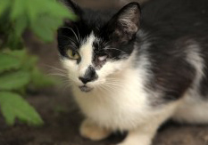 A cat playing in the soil outdoors