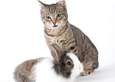 A cat and a rabbit A cat and a rabbit