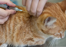 A cat receiving vaccination from a vet A cat receiving vaccination from a vet