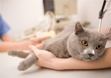 A vet examining a cat