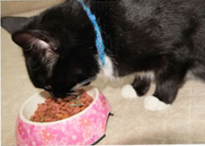 A cat eating cat food from a food dish