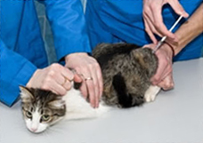 A cat receiving vaccination