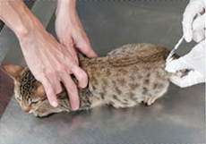 A cat receiving vaccination