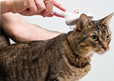 A man grooming his cat's hair