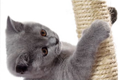 A cat playing with a scratching post