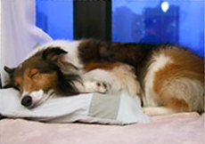 Dog is sleeping on its bed
