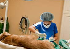 A dog on an operation table being neutered by a vet