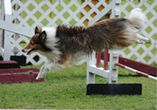 Healthy dog Healthy dog