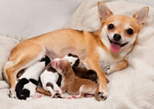A litter of puppies