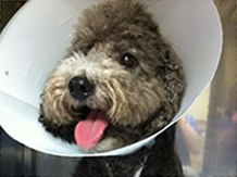 Sterilized dog Sterilized dog