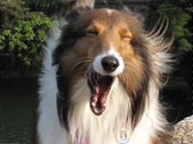 A gentle dog A gentle dog