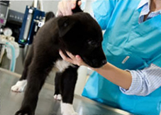 A vet examining a puppy