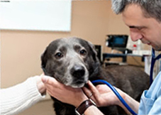 A vet examining a dog