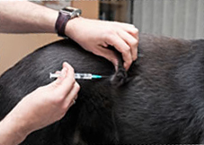 A dog receiving vaccination