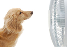 A dog in front of a fan