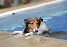 A dog swimming