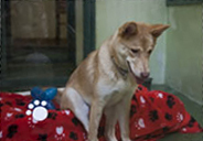 Dog with bedding Dog with bedding