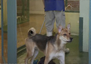 A staff of pet hotel removing dog excreta A staff of pet hotel removing dog excreta