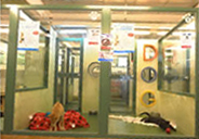 Dogs inside compartments Dogs inside compartments