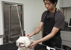 A staff brushing dog's hair A staff brushing dog's hair